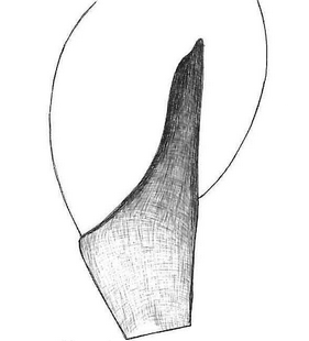 species