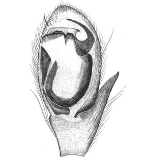 species