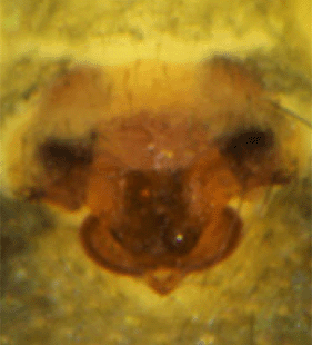 species