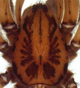 speciesimage