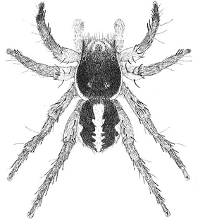 species
