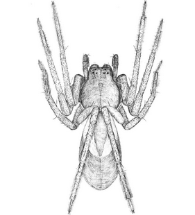 species
