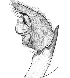 species
