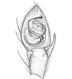 species