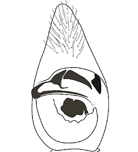 species