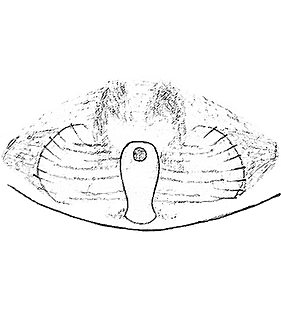 species