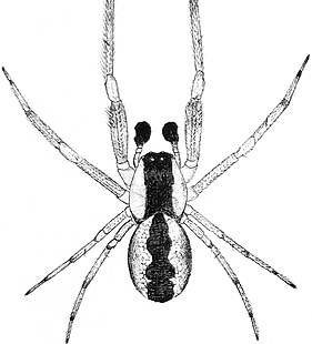 species