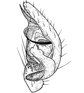 species