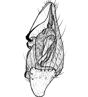 species