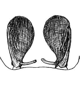 species