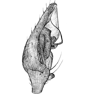 species