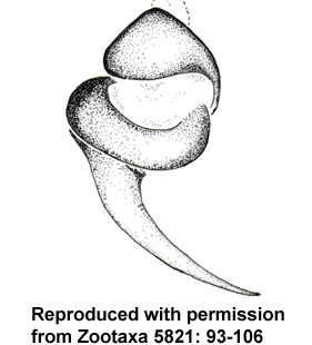 species