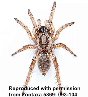 species