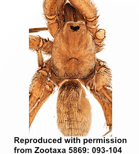 species