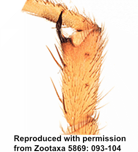 species