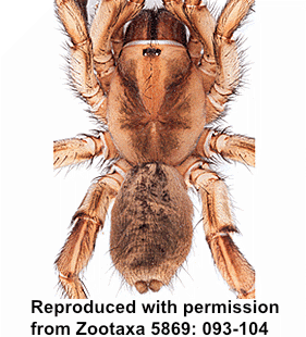 species