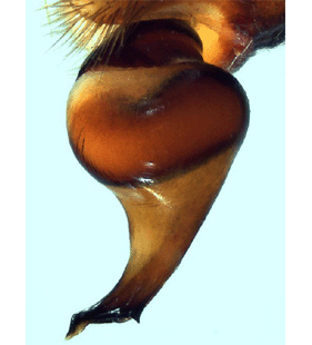 species