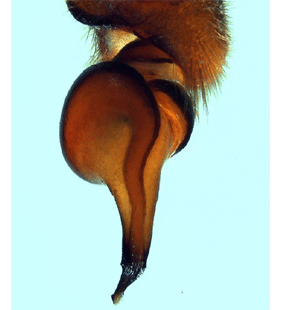 species