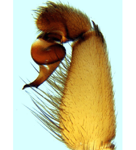 species