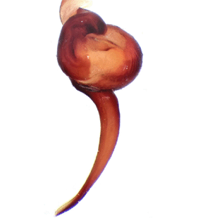 species
