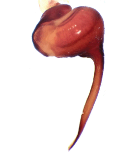 species