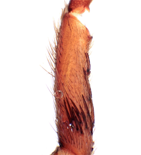 species