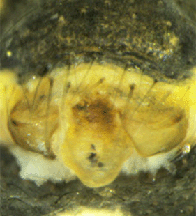 species