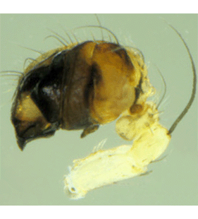 species
