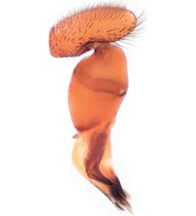 speciesimage