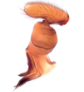 speciesimage