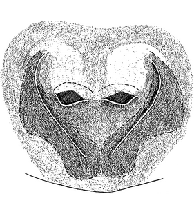 species