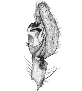 species