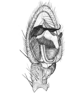 species