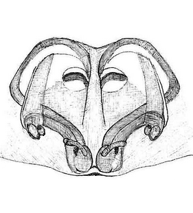 species