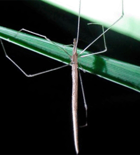 species