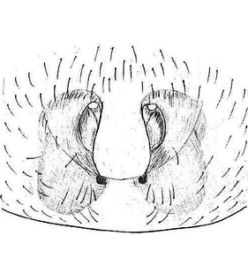 species
