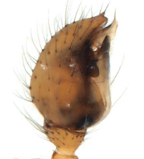 species