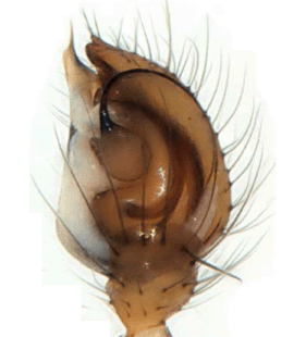 species
