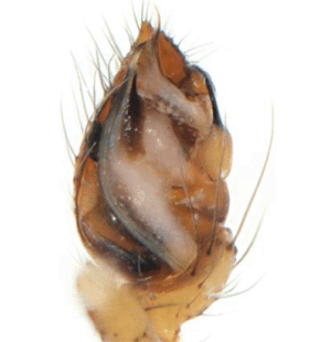 species
