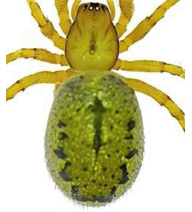 speciesimage