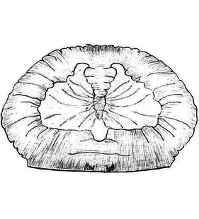 species