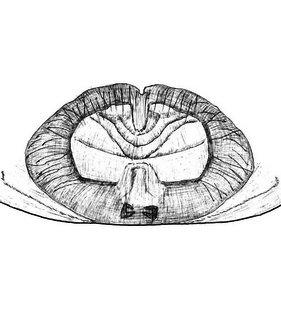 species