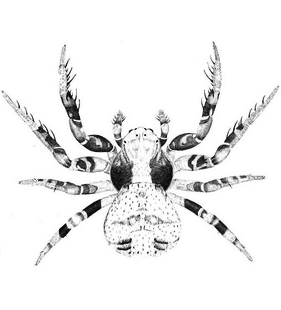species