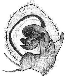 species