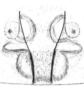 species
