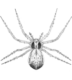 species