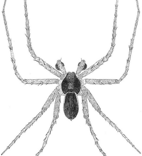 species