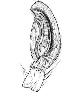 species