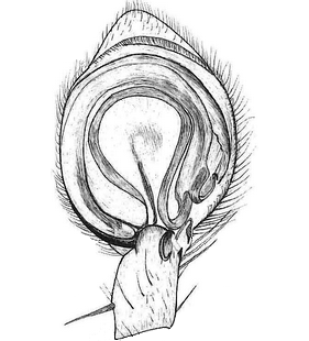 species