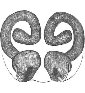 species